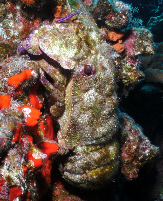 Slipper lobster