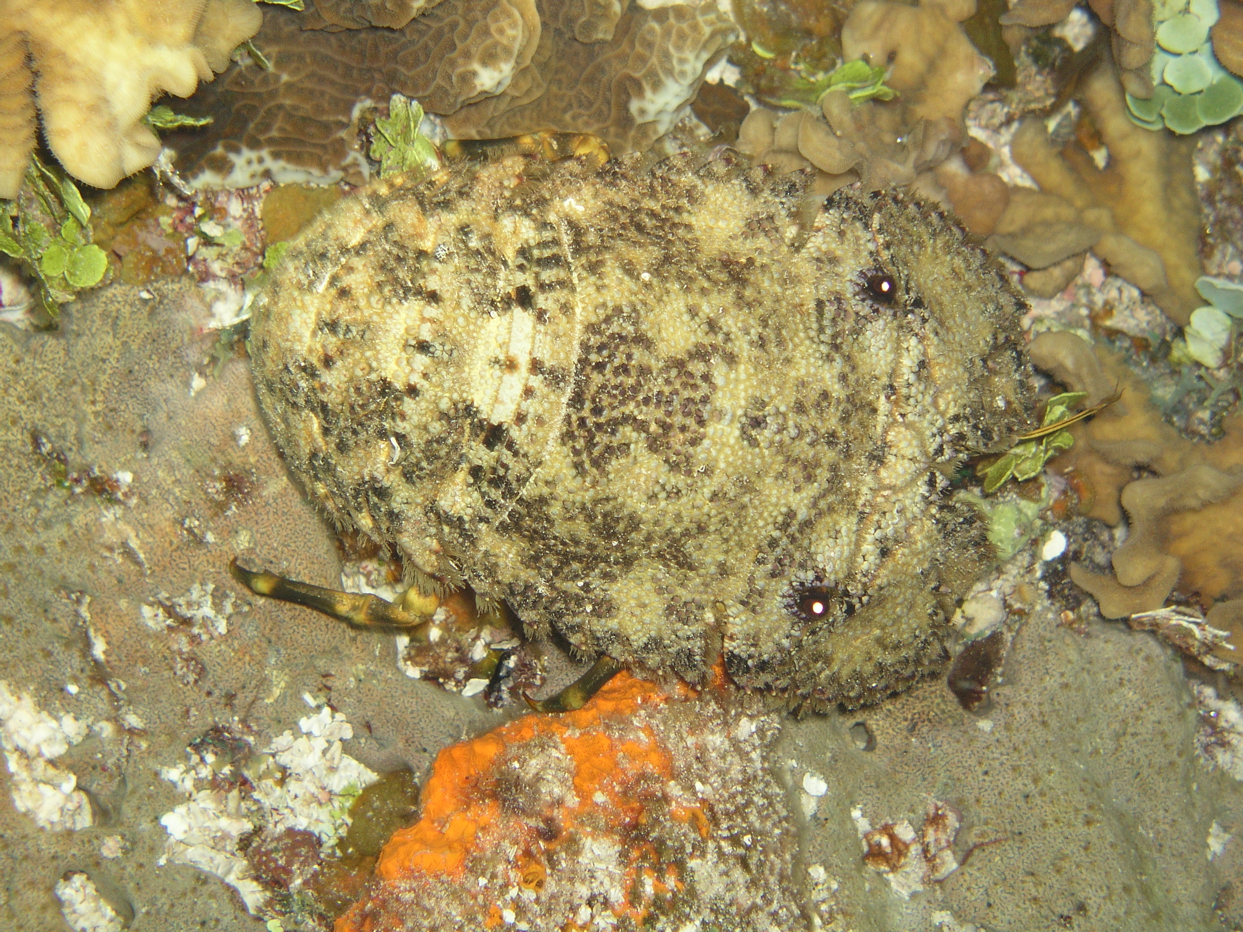 slipper lobster