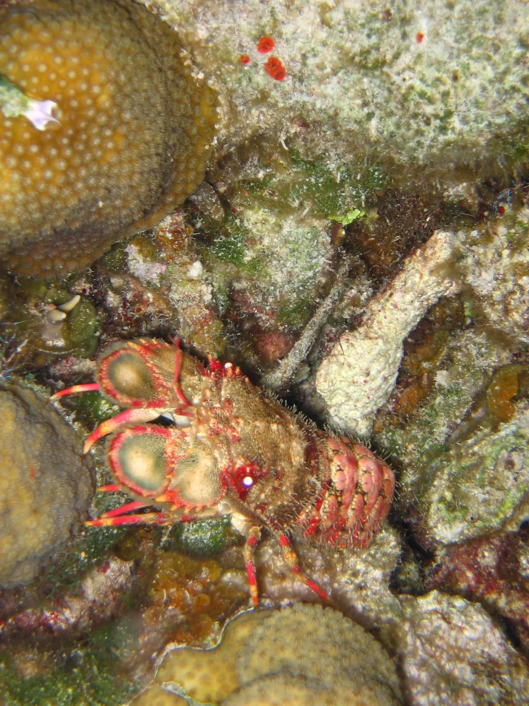 Slipper Lobster