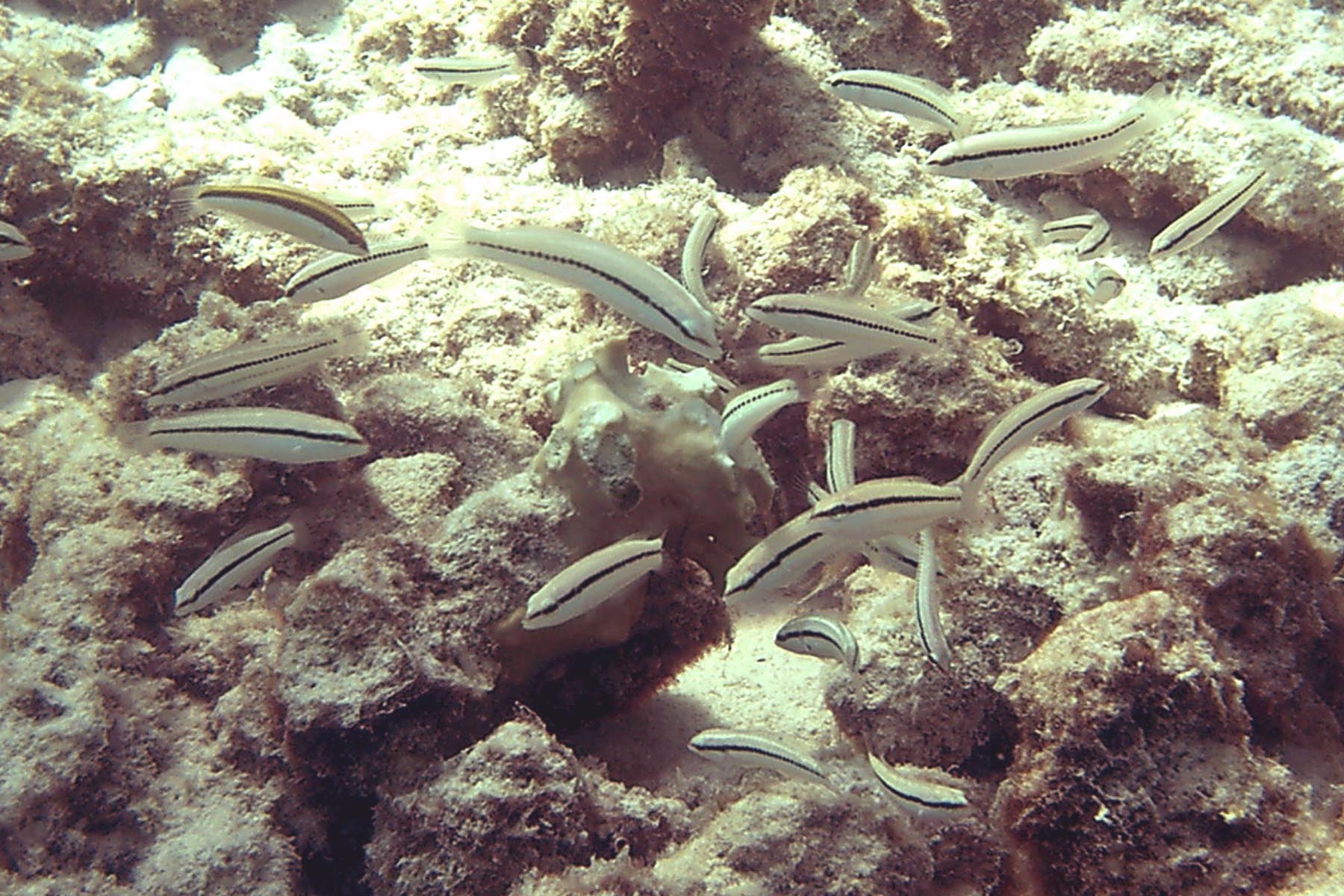 Slippery Dick - Juvenile Phase - School