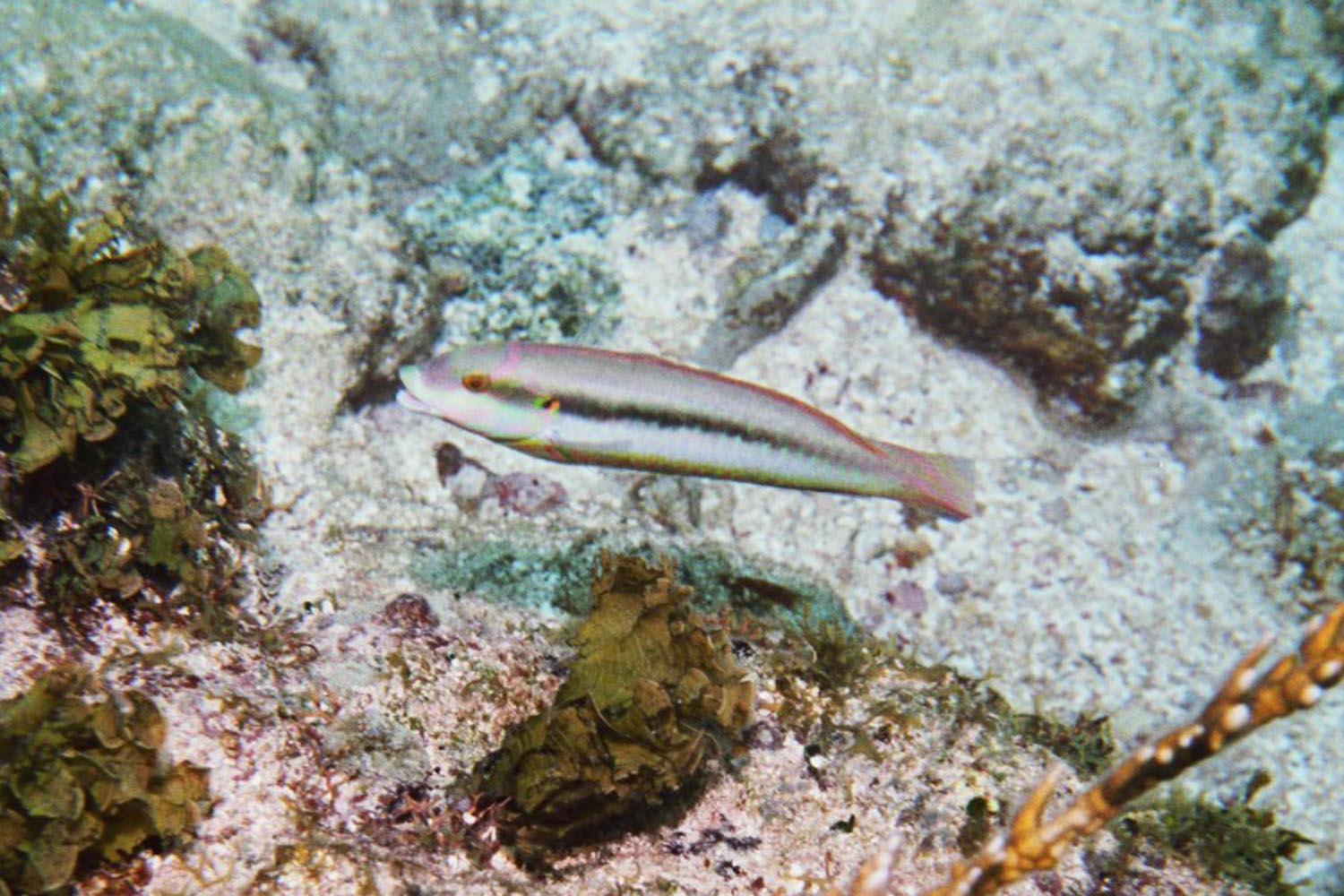 Slippery Dick - Terminal Phase