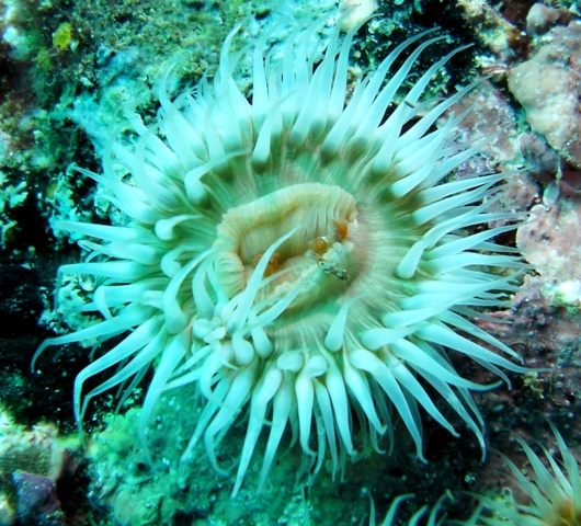 SMALL ANEMONE