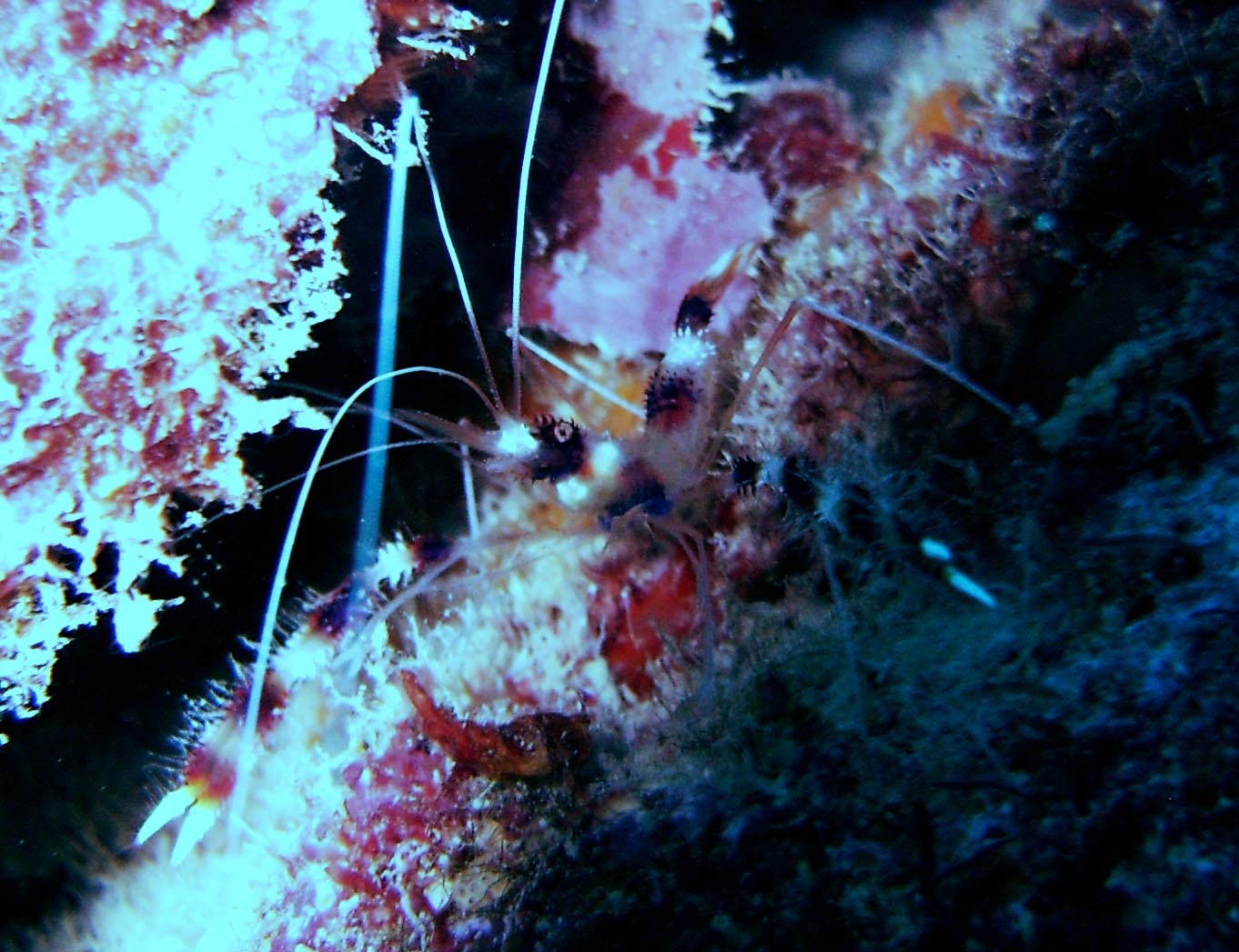 Small cleaner shrimp