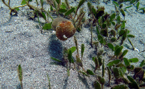 Small cuttlefish