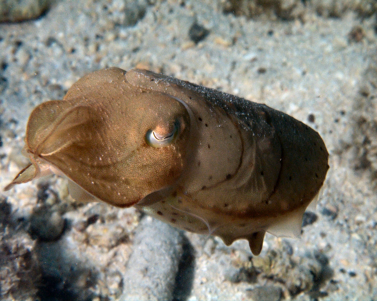 Small cuttlefish