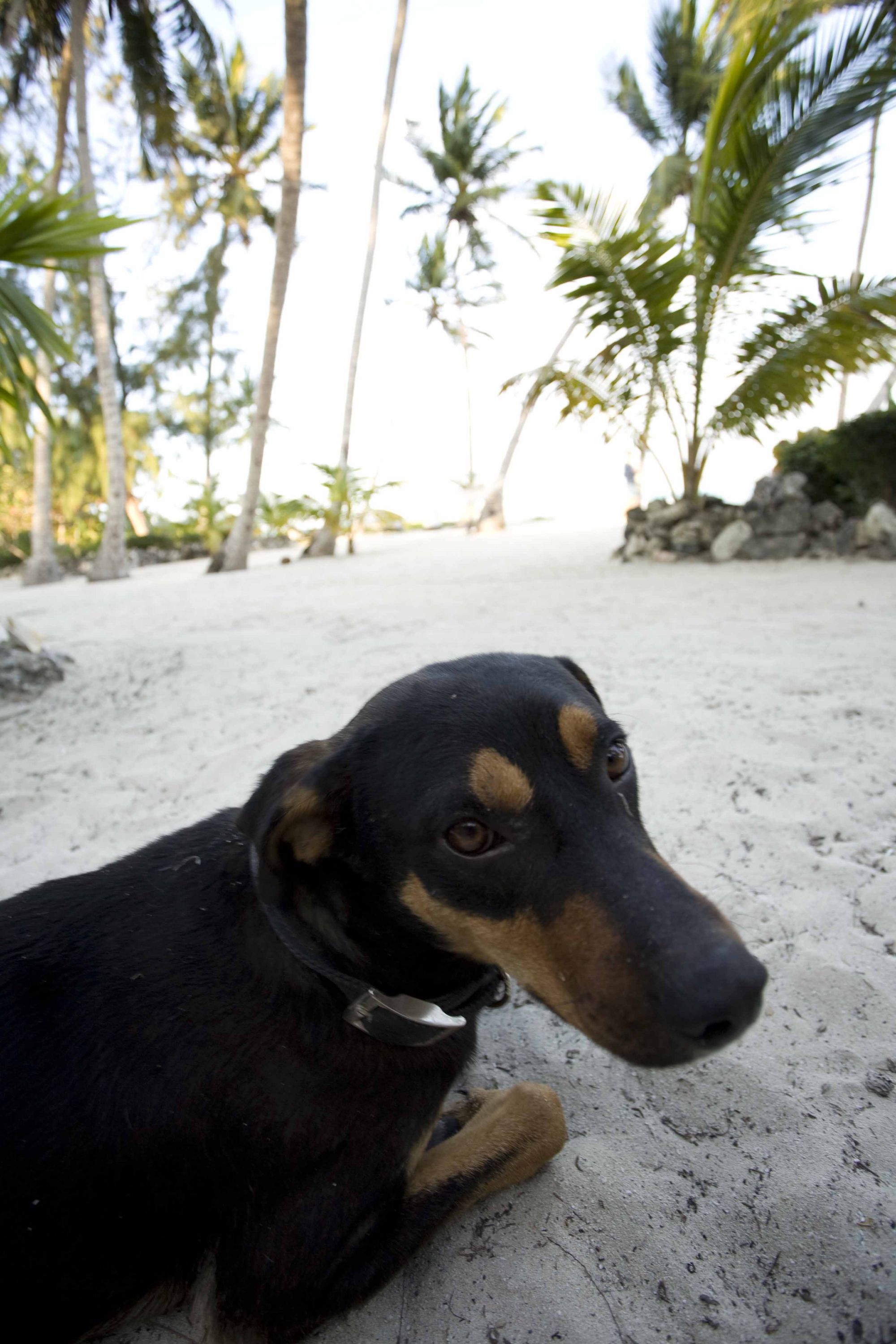 Small hope resident dog