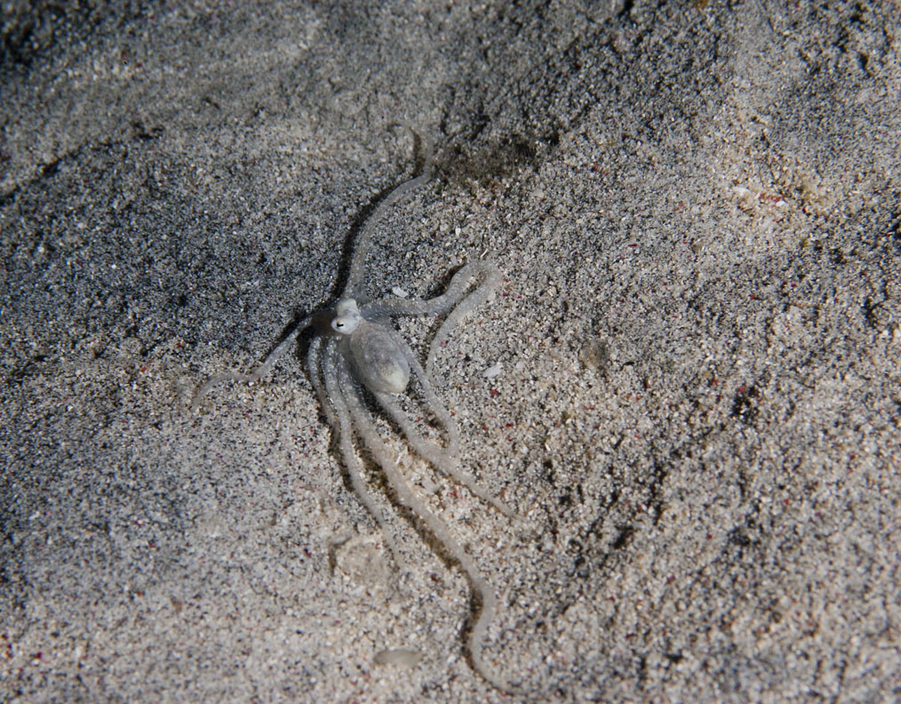 Small octopus on night dive