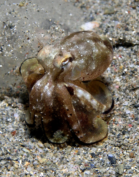 Small octopus