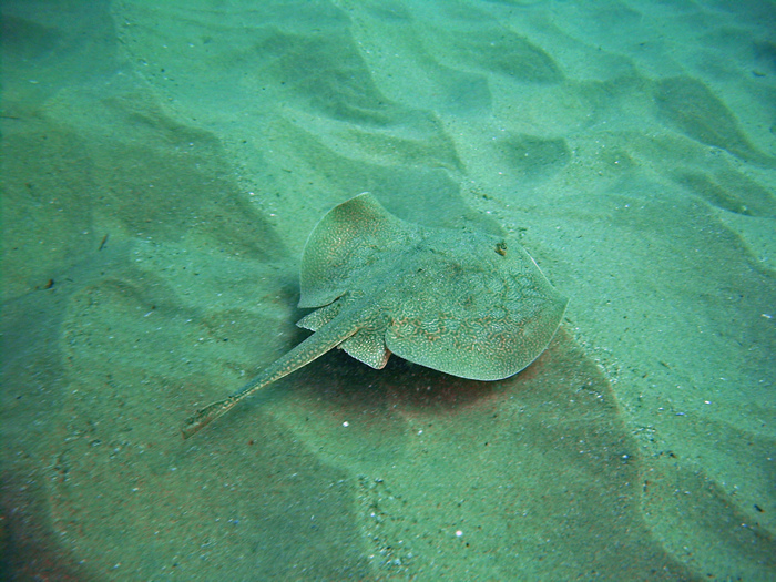 Small Ray