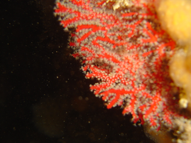 Small Red Gorgonia