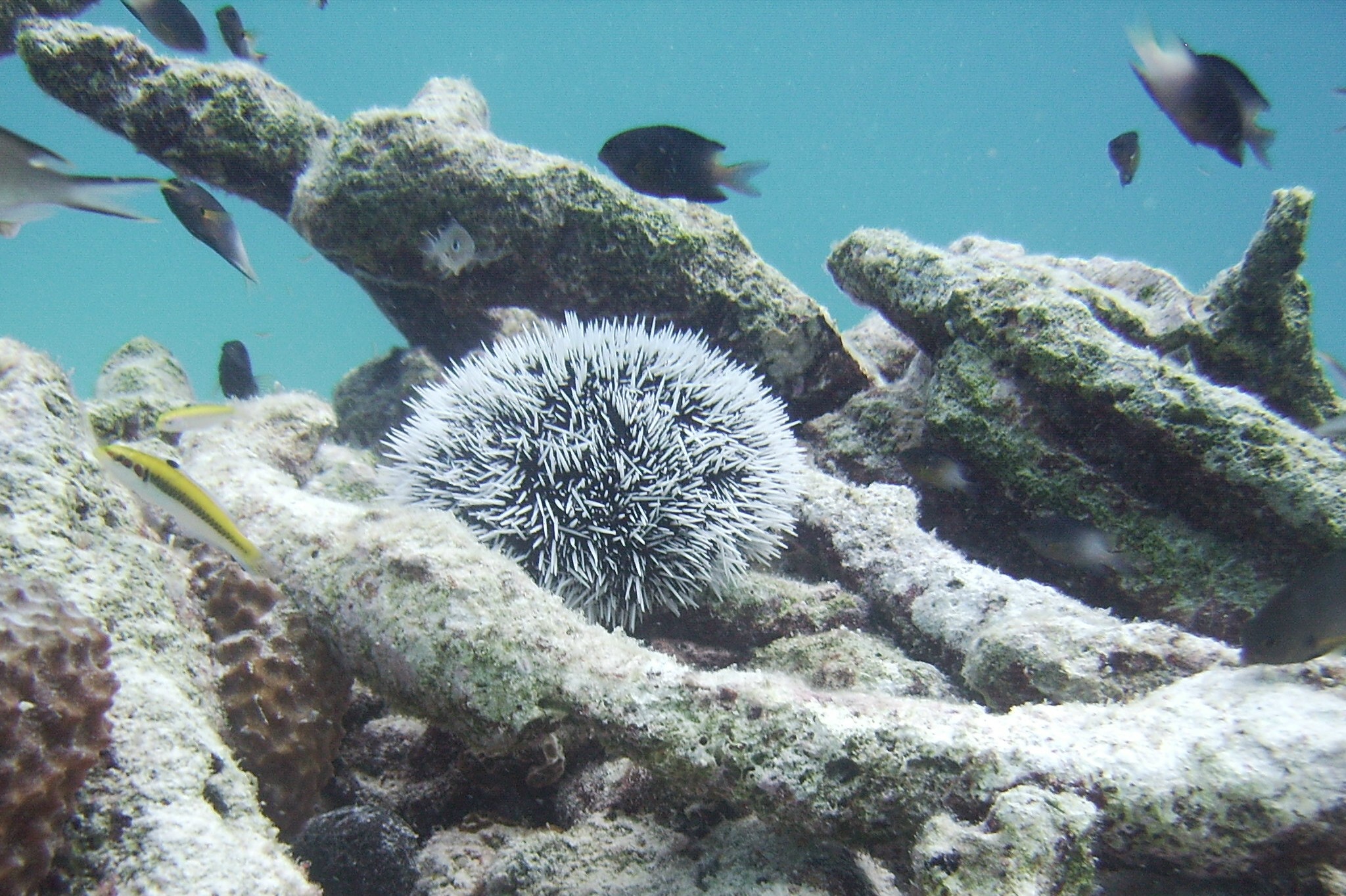 Small reef life