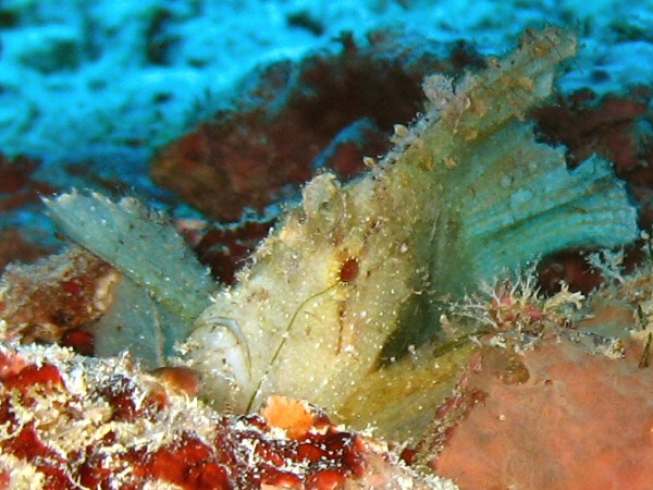 Small Scorpion Fish