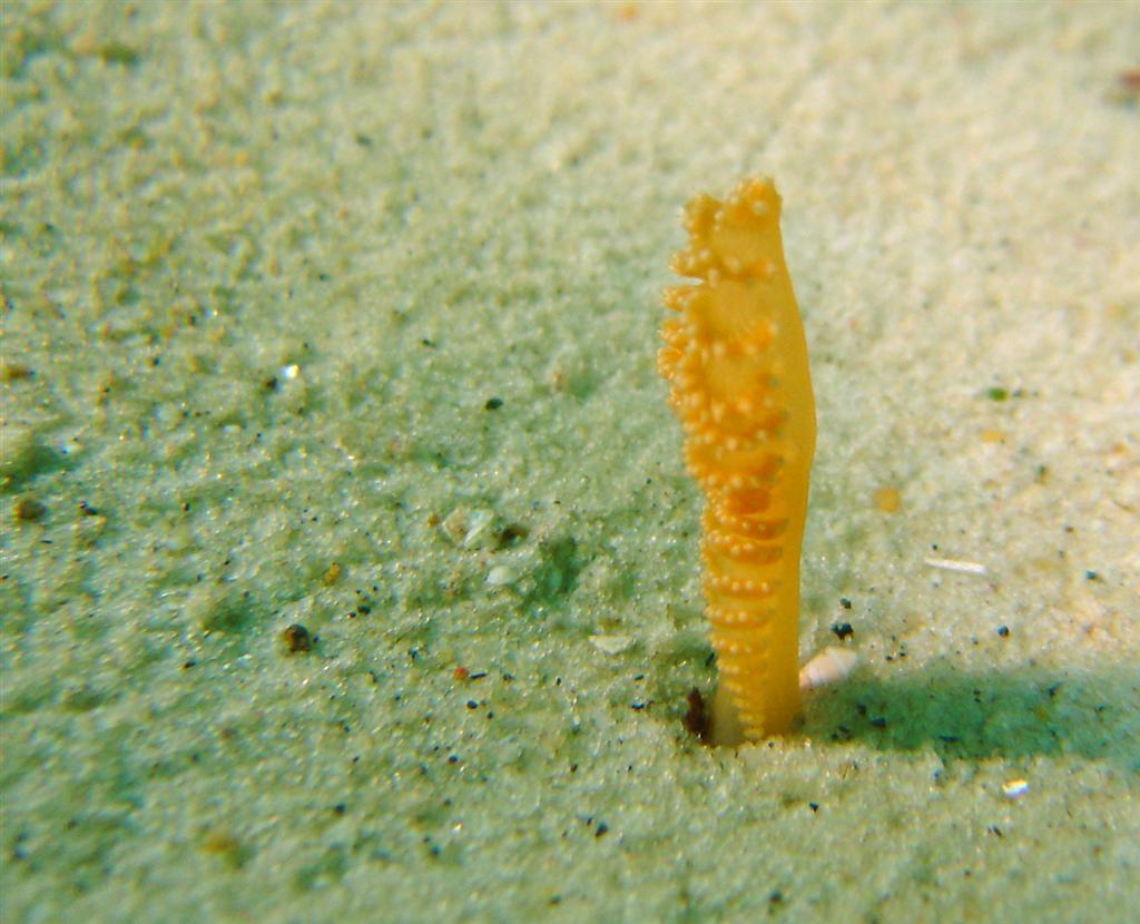 Small Sea Pen