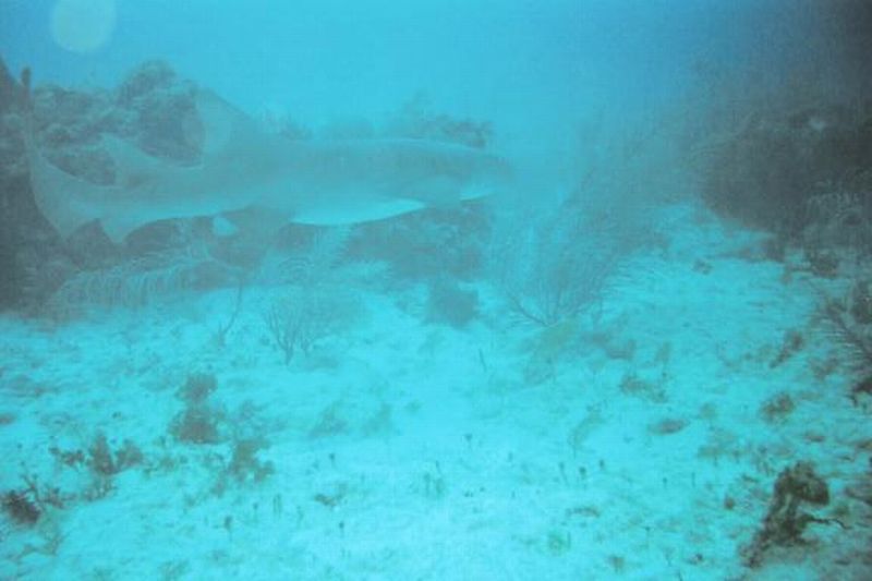 Small shark in Cancun.