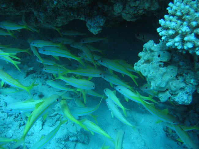 Small Shoal at Shaab Petra Hurghada