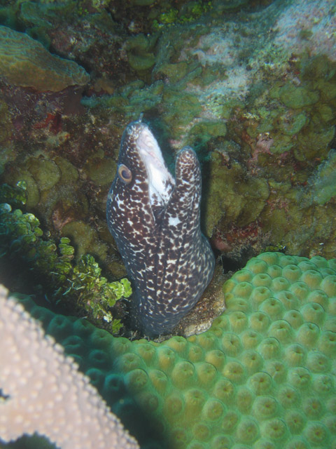 Small Spotted Moray Eel