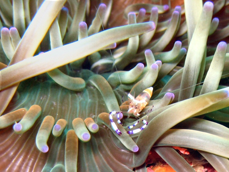 small transparent shrimp