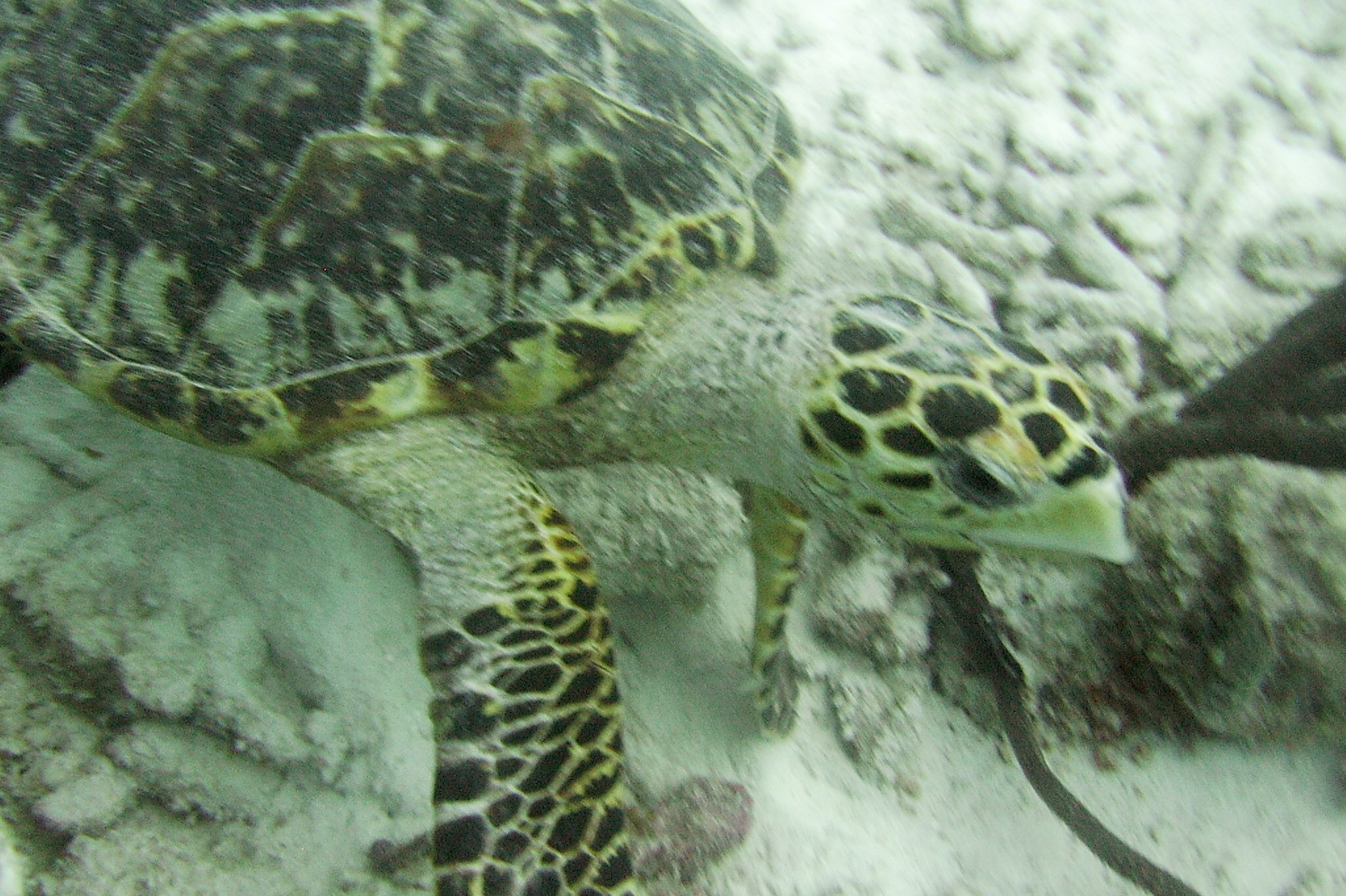 Small turtle feeding