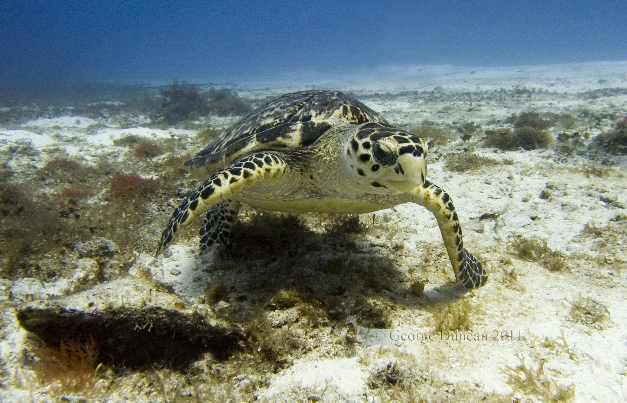 Small_Hawksbill