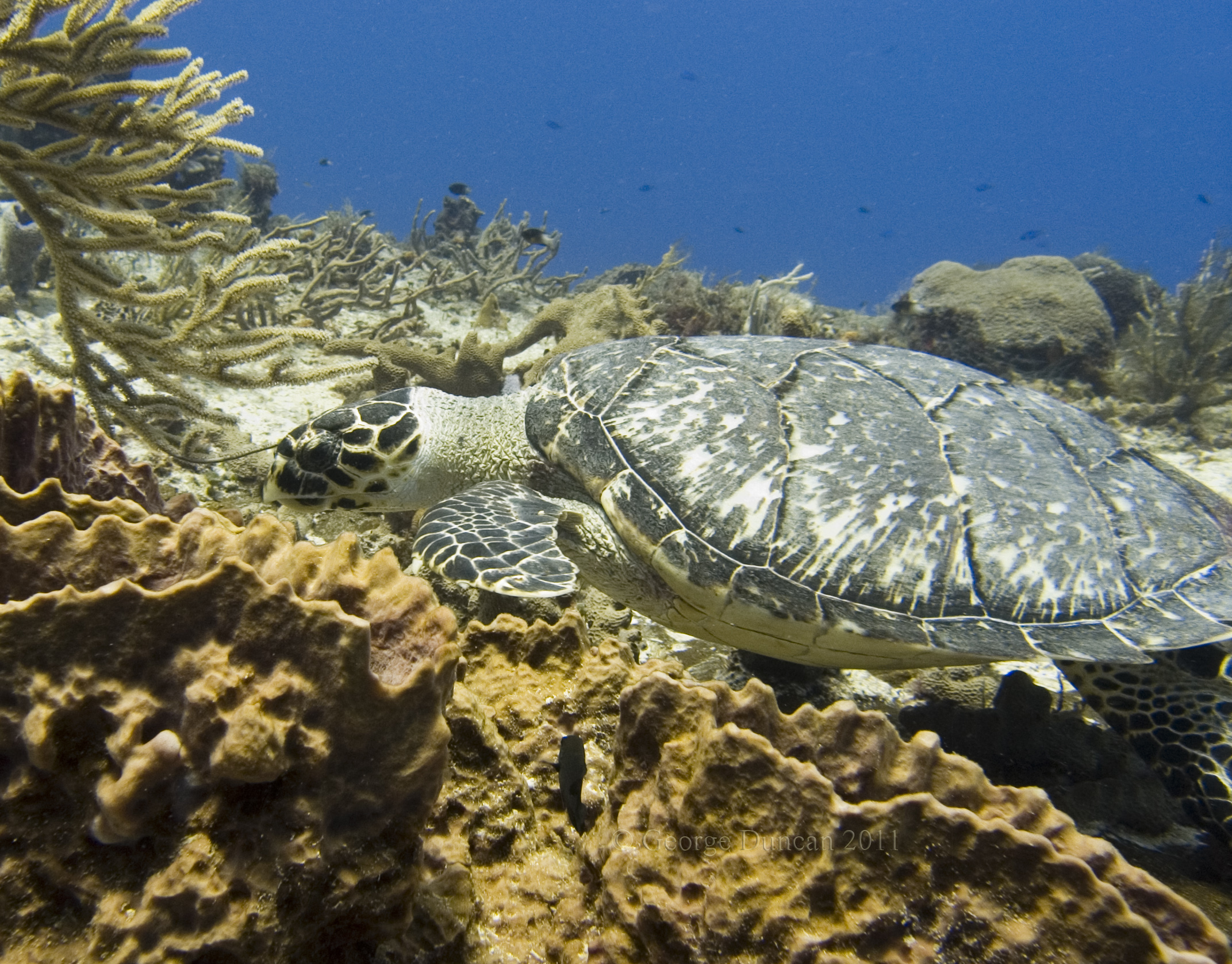 Small_Hawksbill_Turtle_feeding