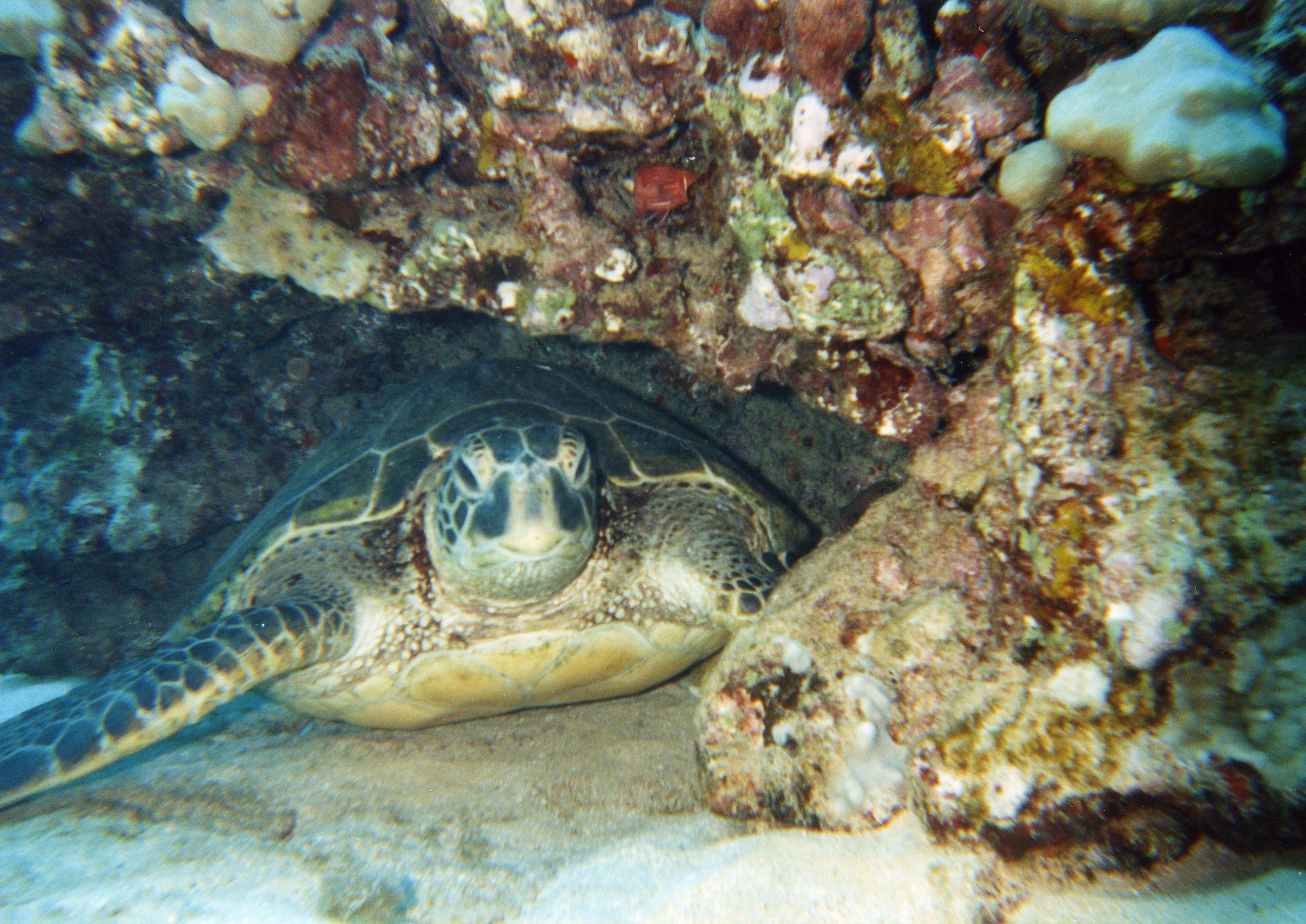small_turtle001
