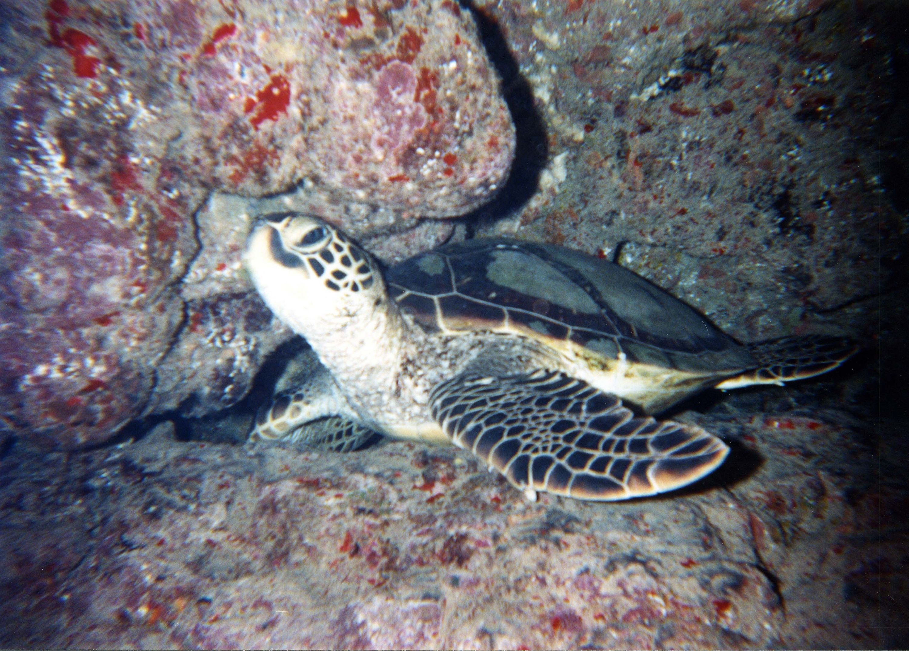 small_turtle_2001