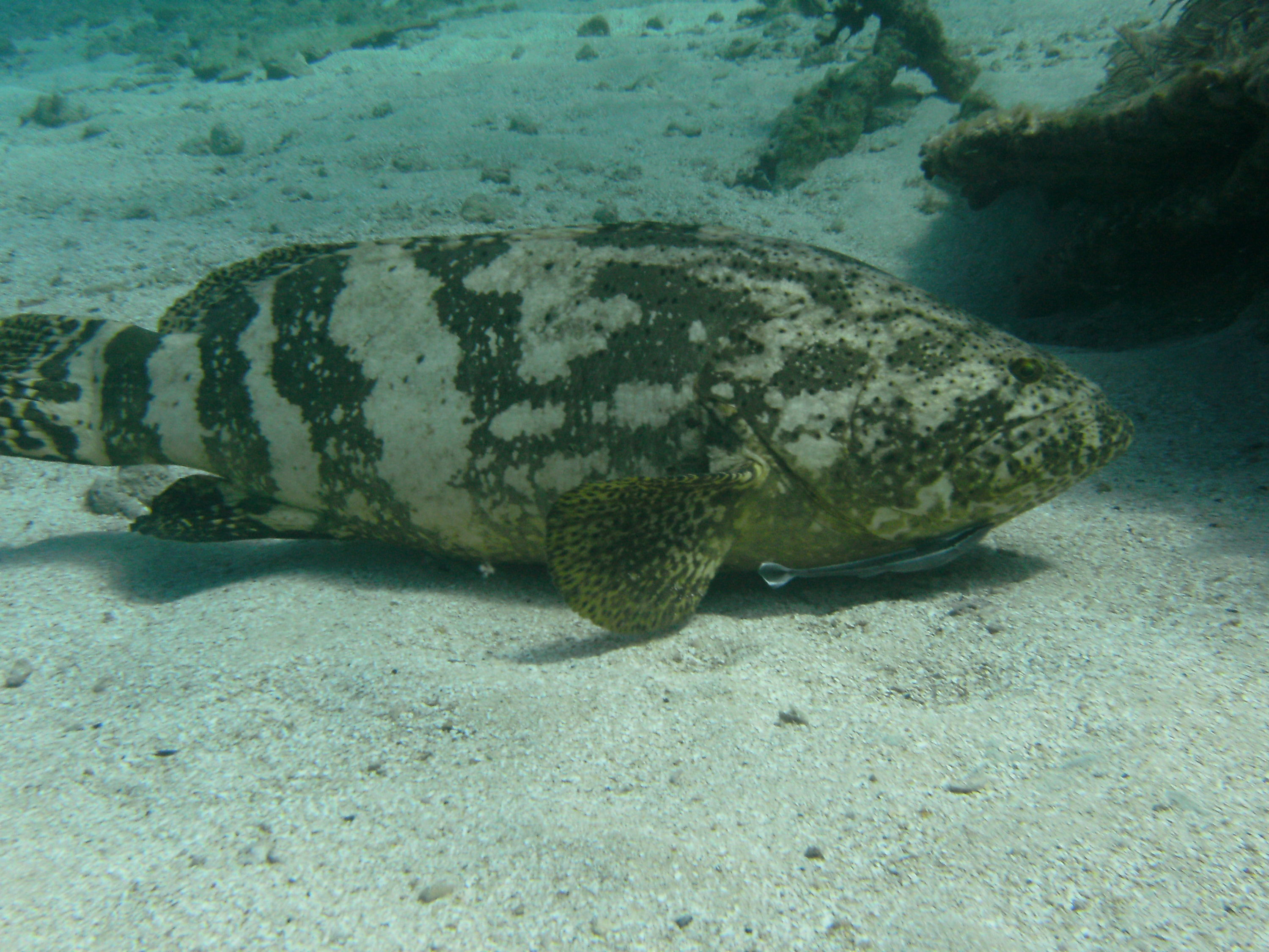 Smaller Goliath Grouper