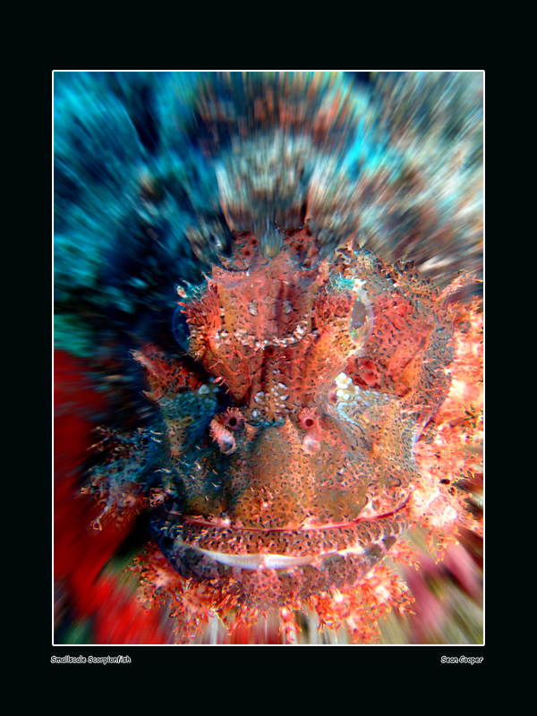 Smallscale Scorpionfish