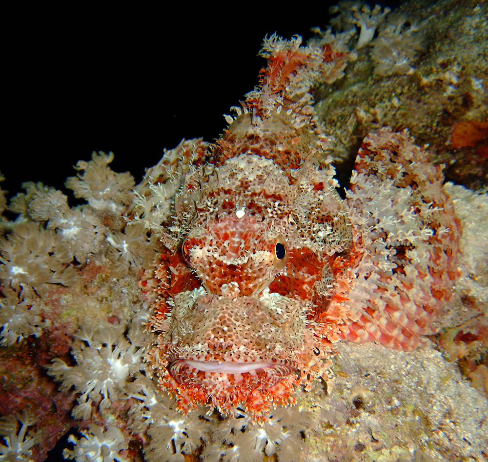 Smallscale scorpionfish