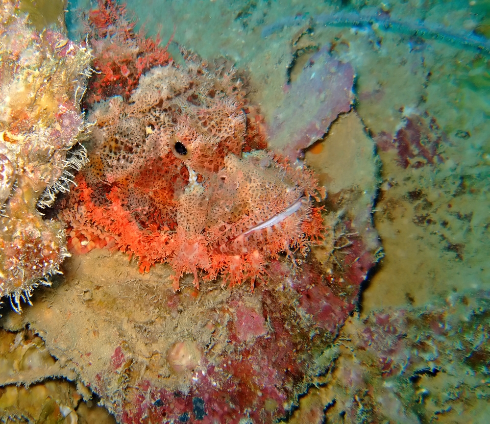 Smallscale scorpionfish