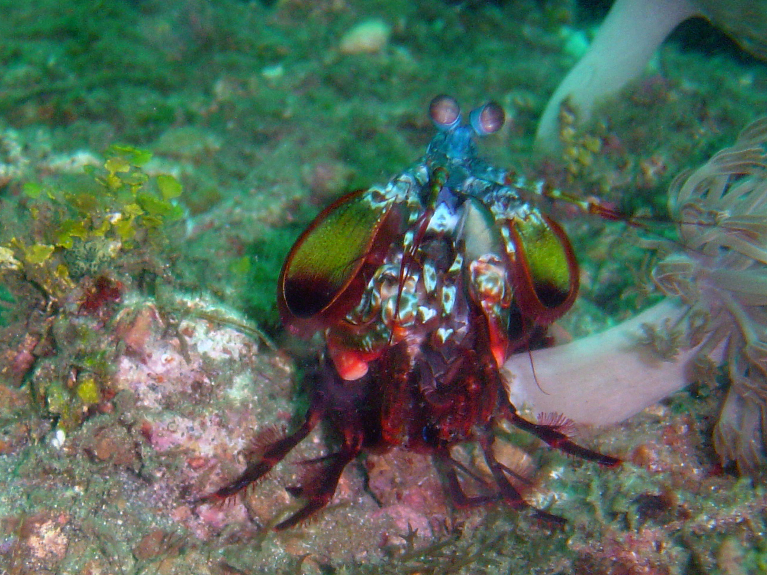 smashing mantis shrimp