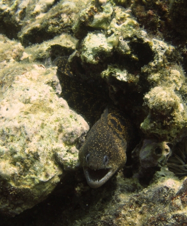 Smiling eel