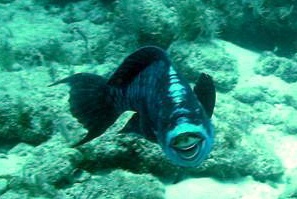 Smiling Parrotfish