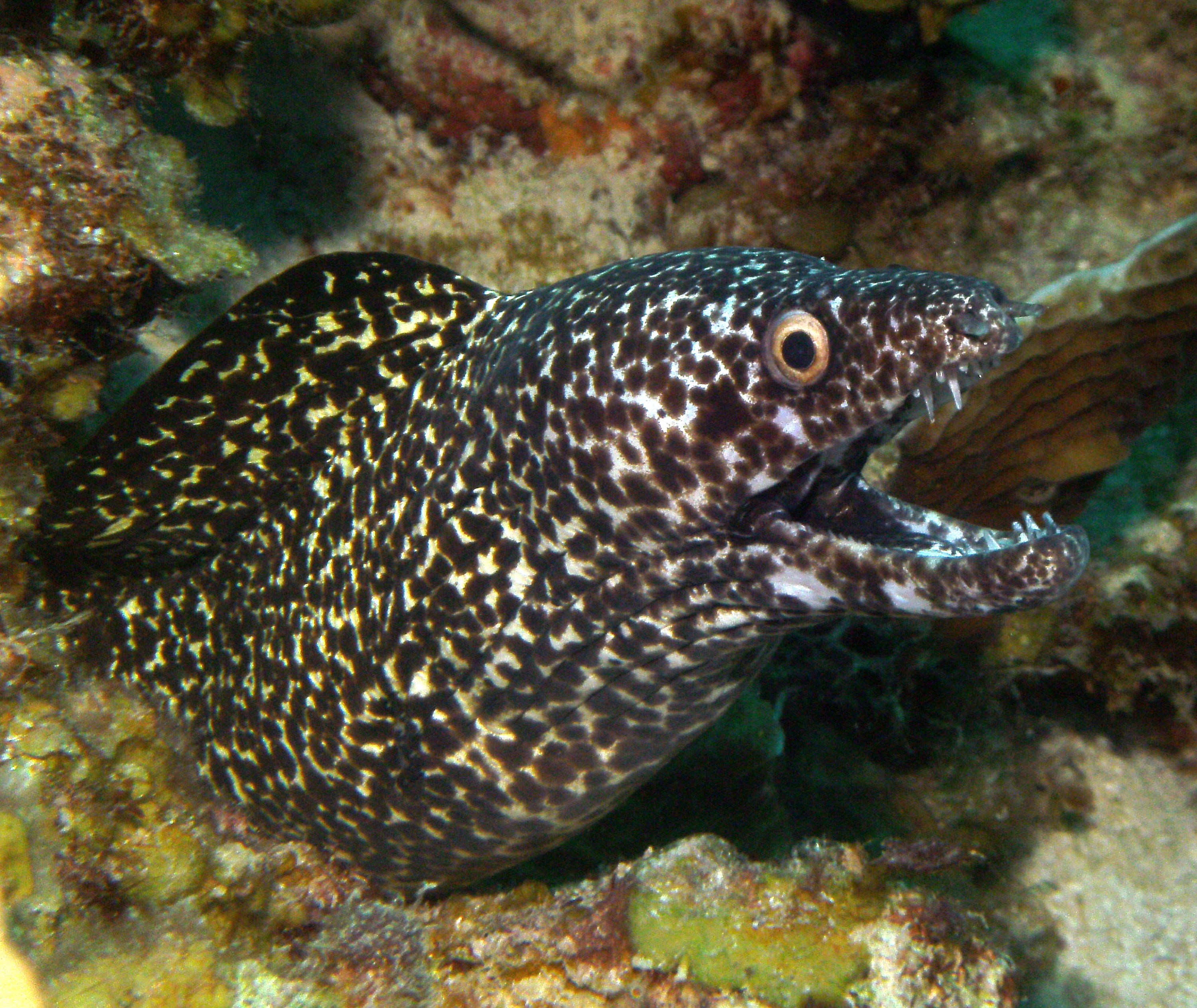 Smiling spotted moray