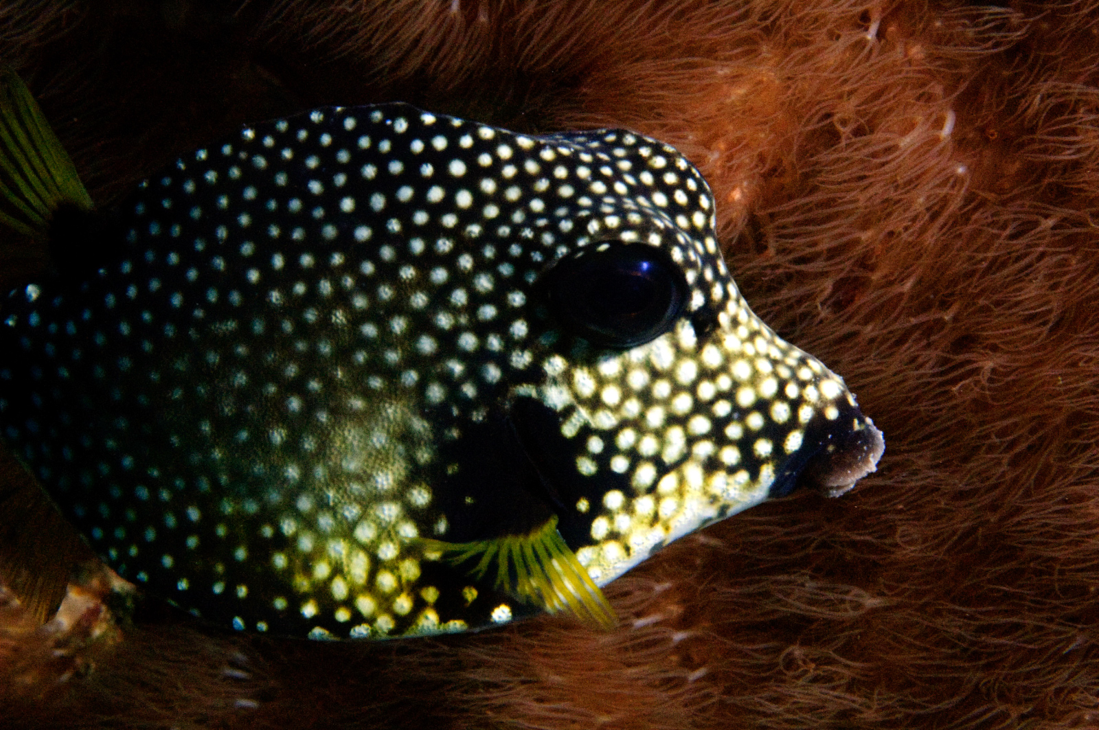 Smooth Trunk Fish