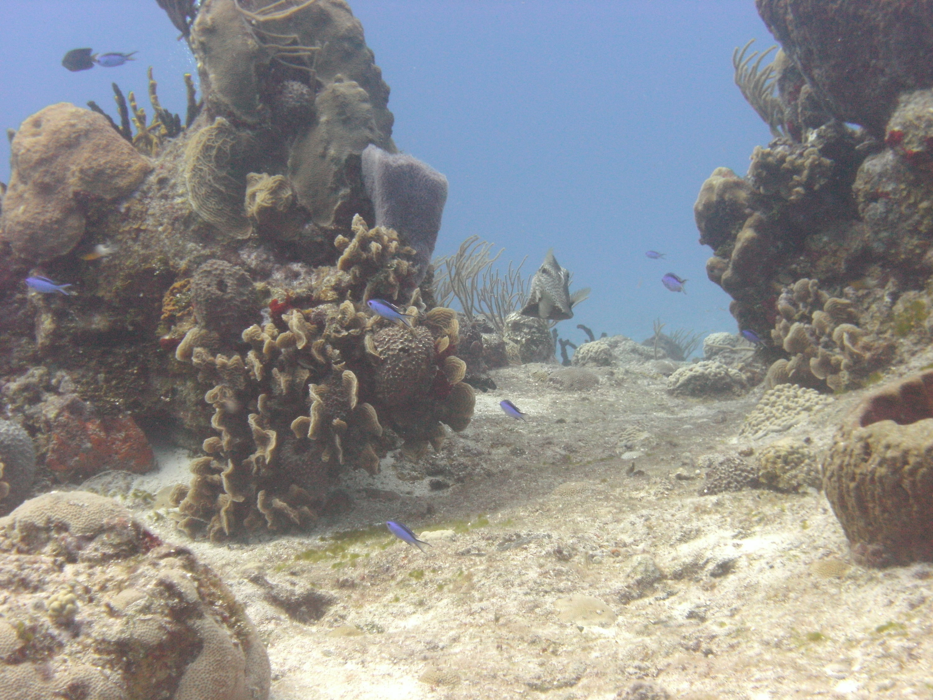 Smooth Trunkfish (Cozumel 2012)