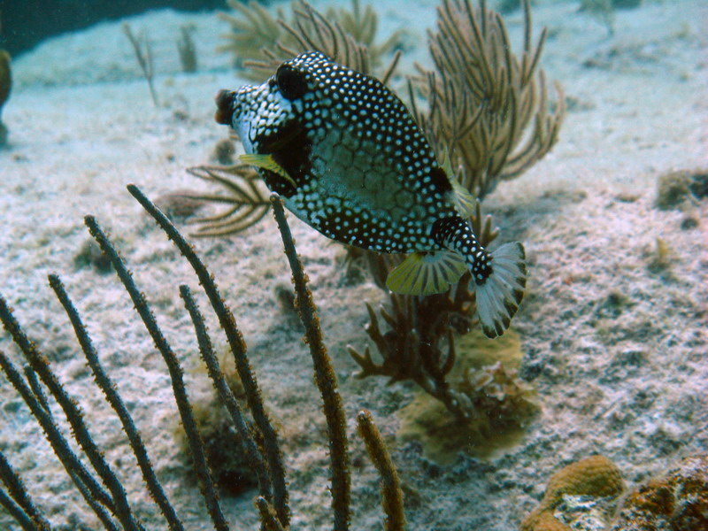 Smooth Trunkfish in BVI