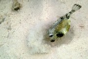 Smooth Trunkfish looking for lunch