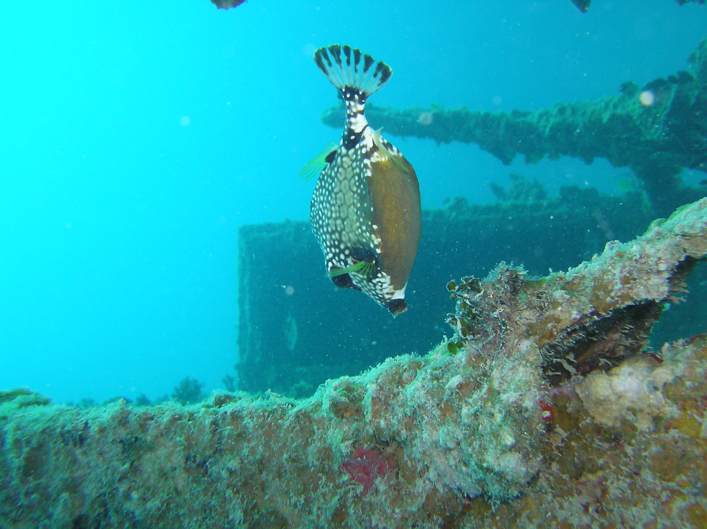 Smooth Trunkfish on Prince Albert