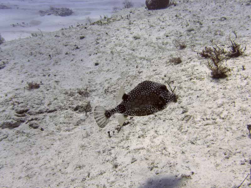 Smooth Trunkfish - Villablanca Reef - 03-03-09