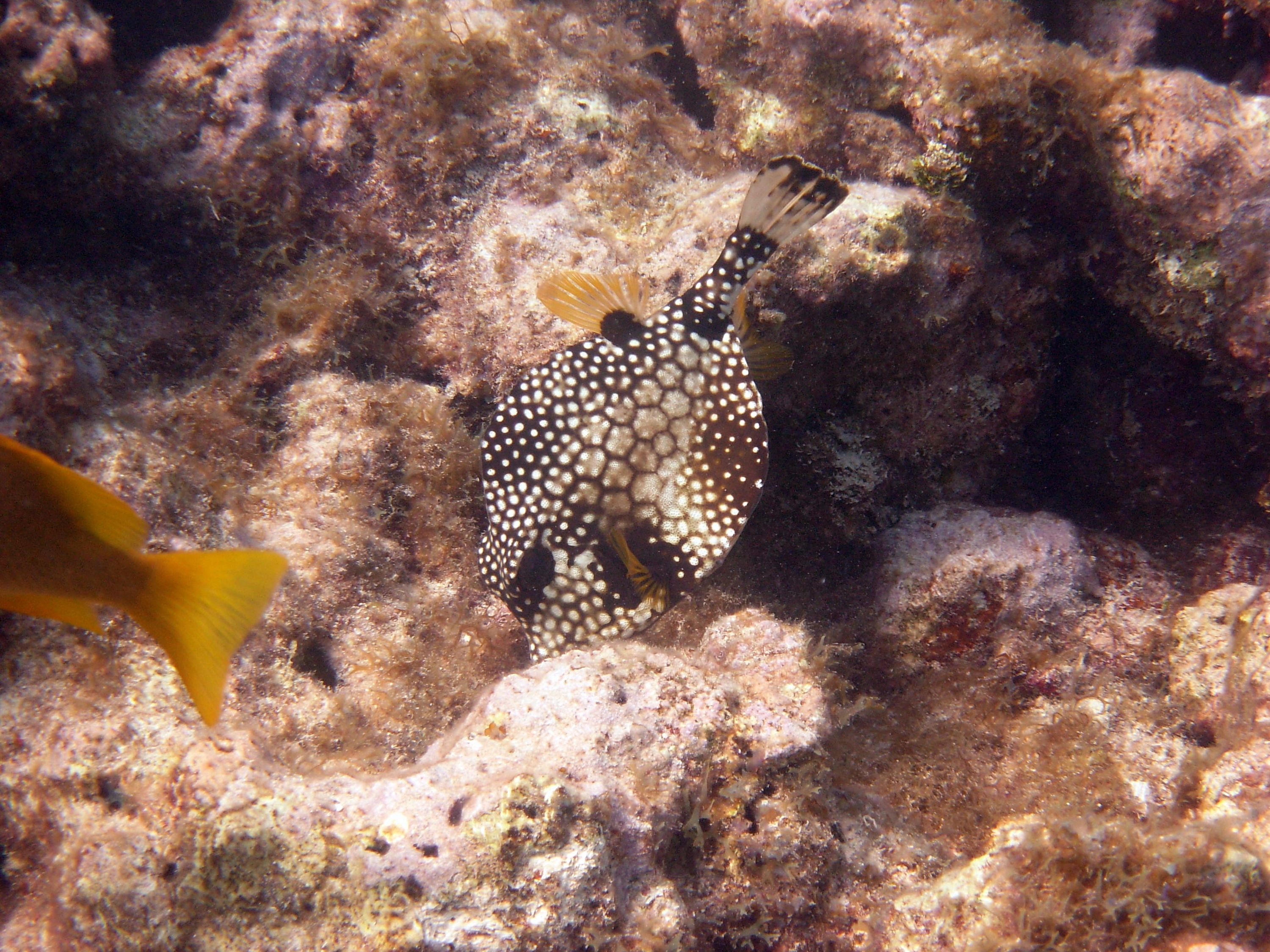 Smooth Trunkfish