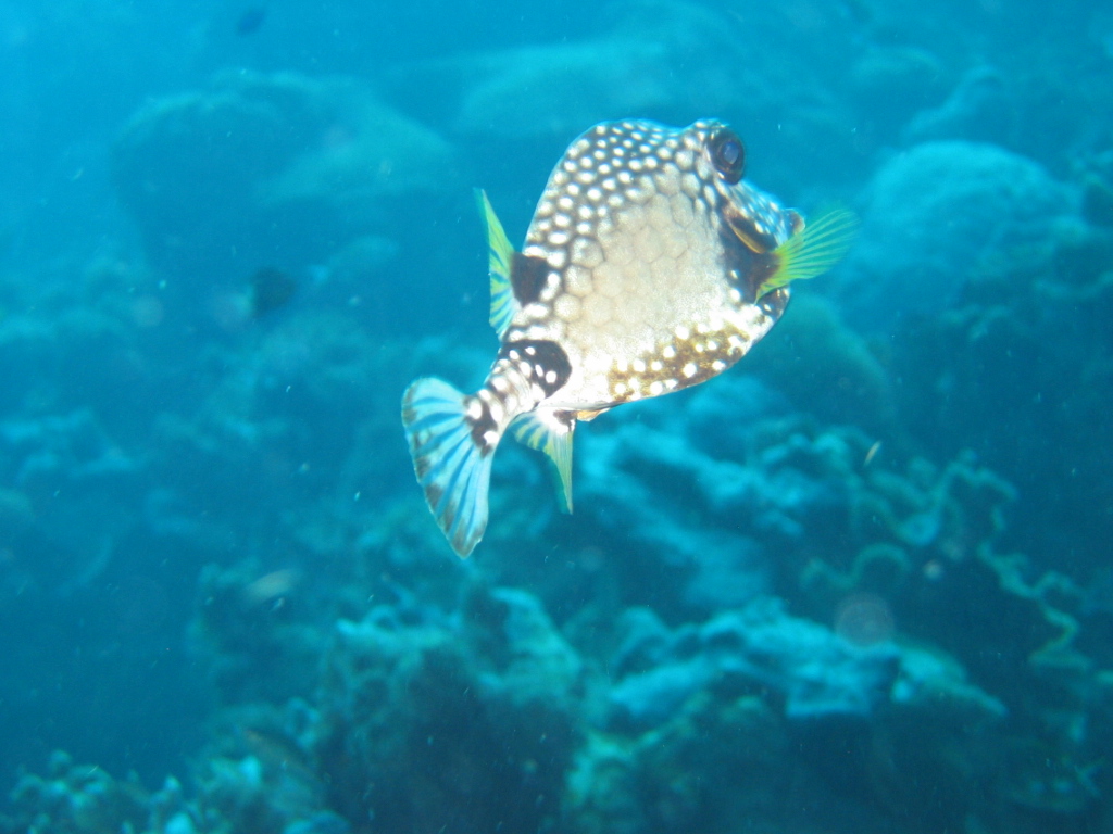 Smooth Trunkfish