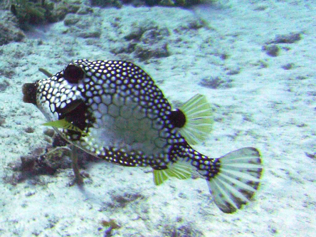 Smooth Trunkfish