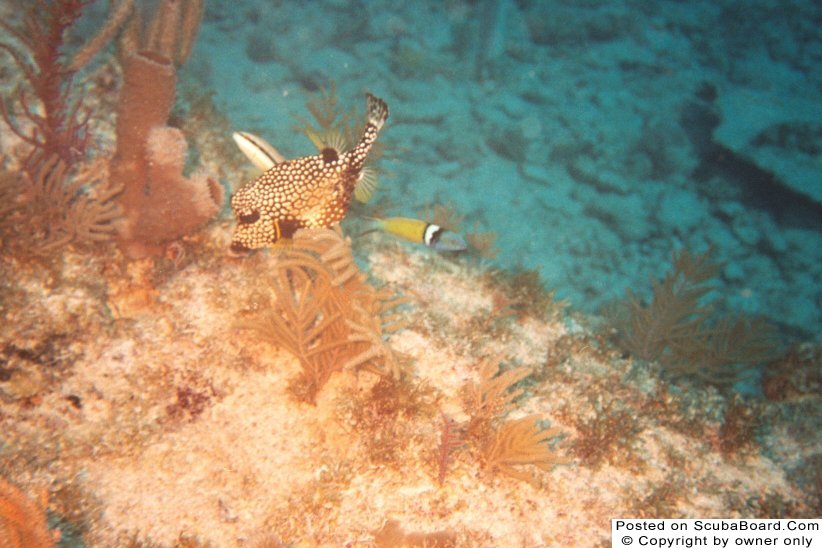 Smooth Trunkfish