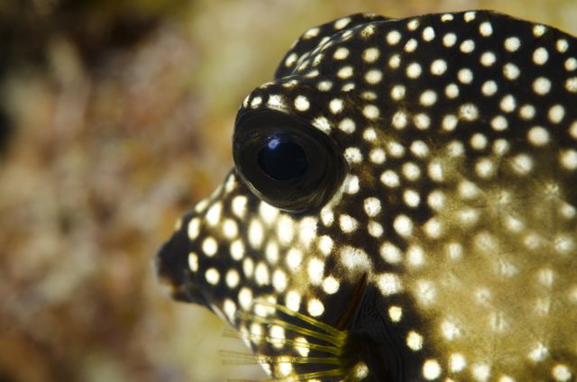 Smooth Trunkfish