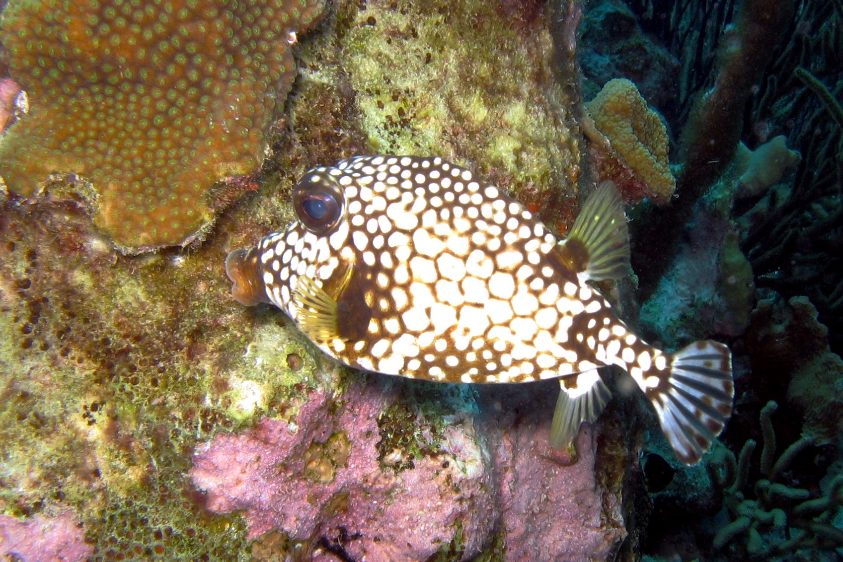 Smooth Trunkfish