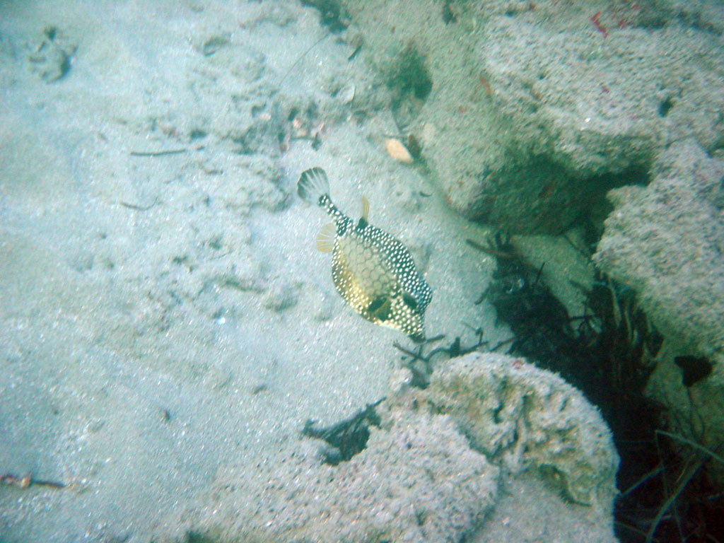 Smooth Trunkfish