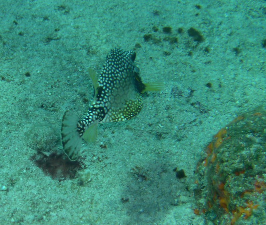 Smooth Trunkfish