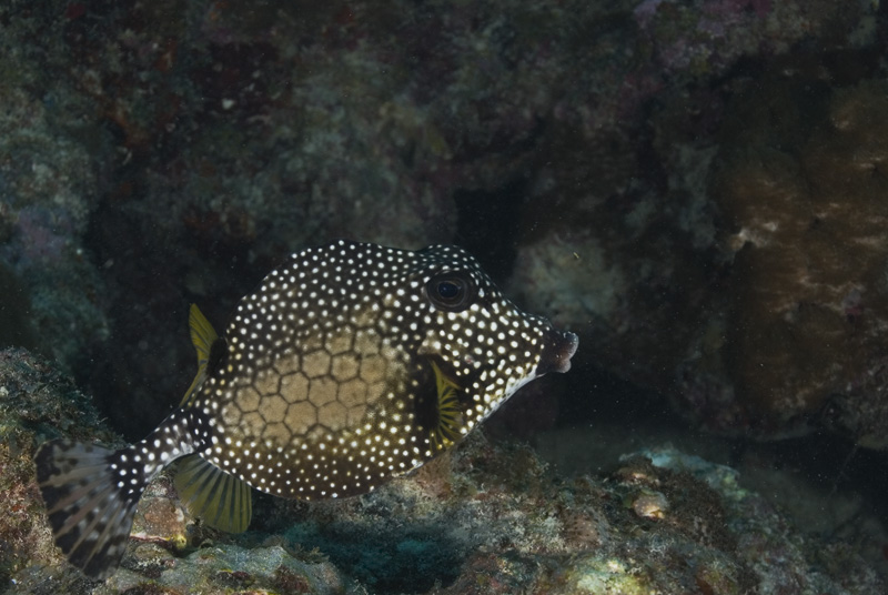 Smooth Trunkfish