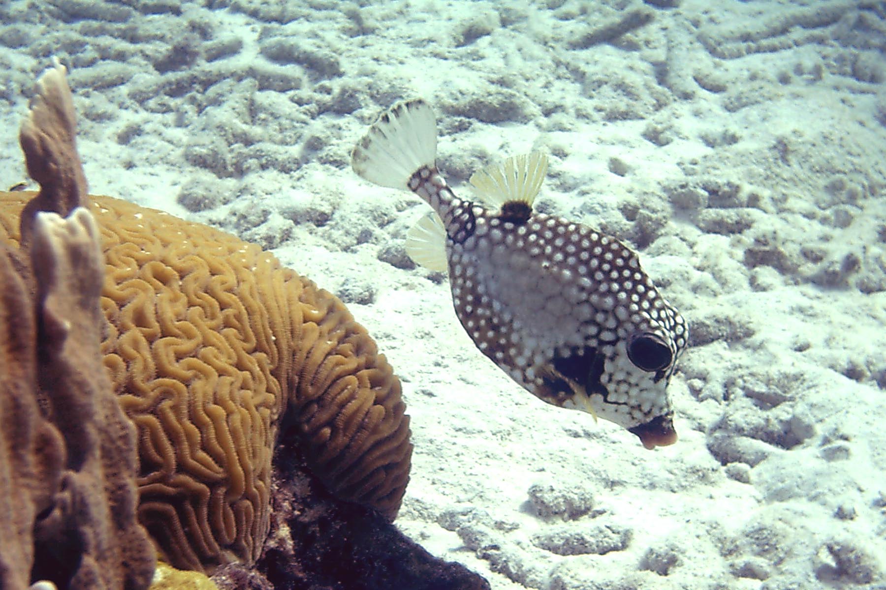 Smooth Trunkfish